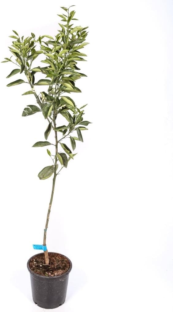 Limonero — Árbol frutal en maceta