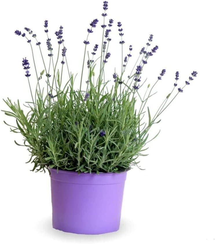 Lavanda — Planta aromática viva