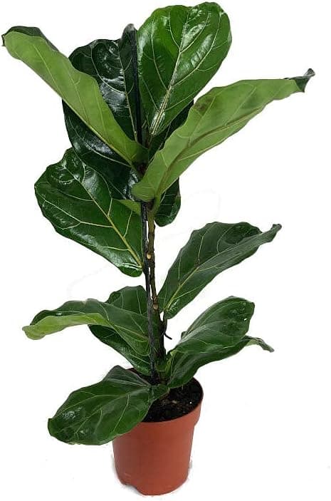 Ficus Lyrata — Planta Natural para Interior del Hogar