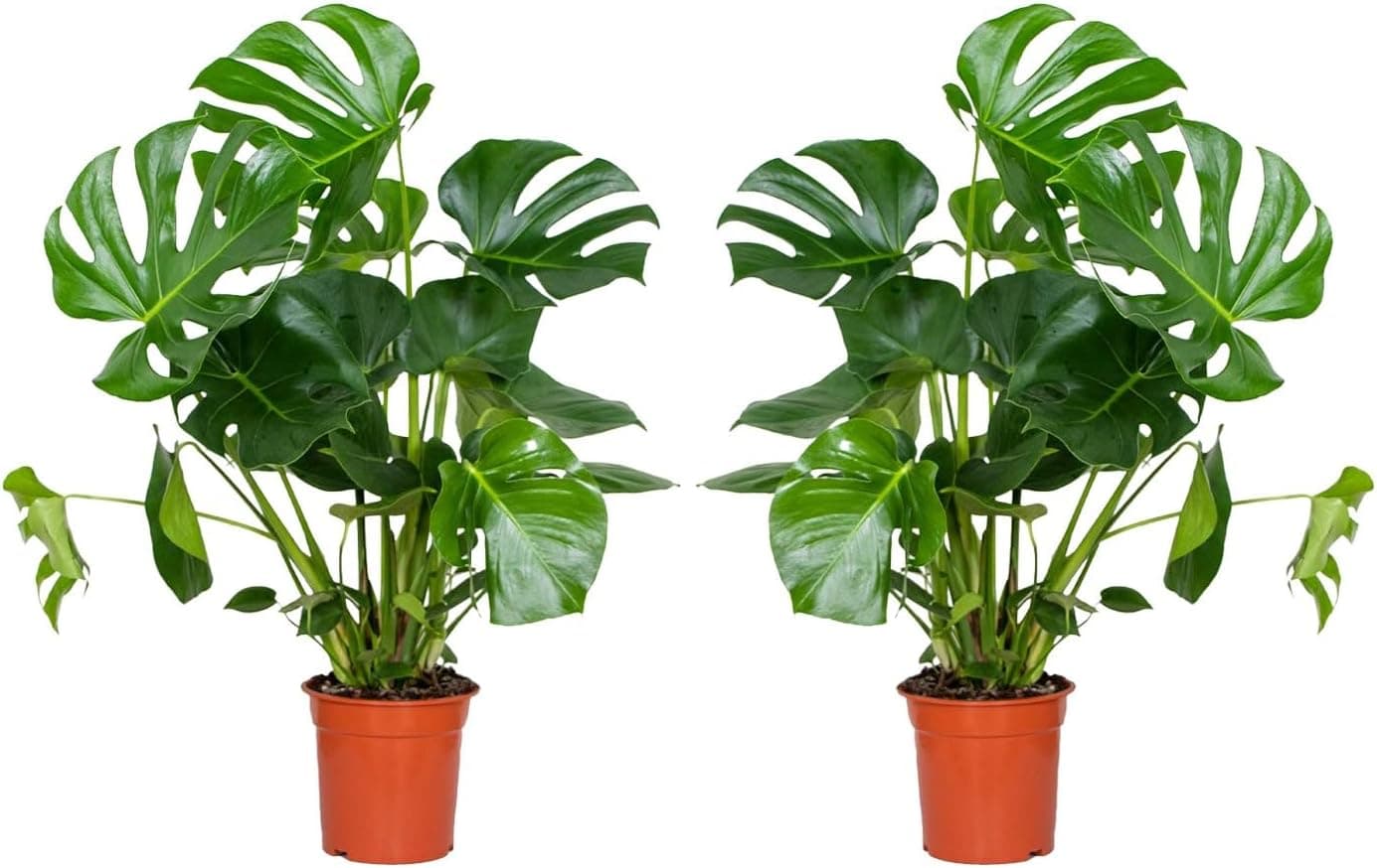 Monstera Deliciosa — Planta de interior