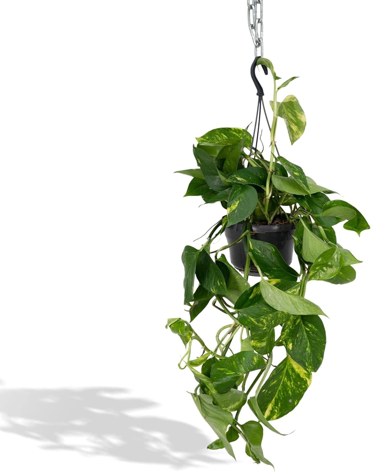 Pothos — Planta colgante de interior